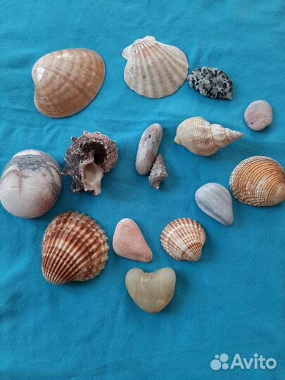 Морские ракушки