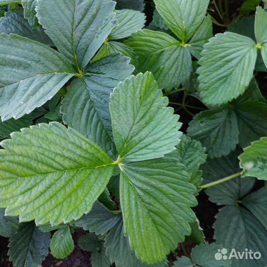 Рассада клубники