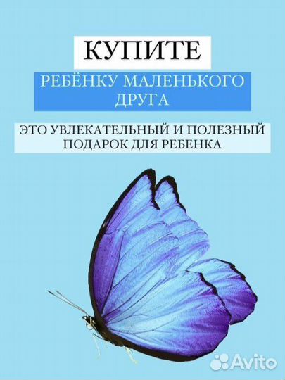 Ферма для выращивания бабочек