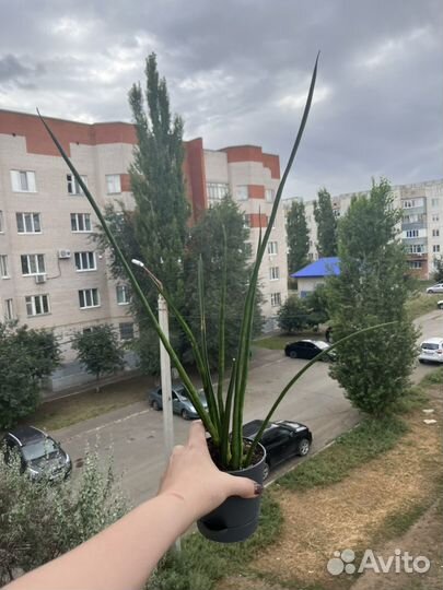 Комнатные растения. Излишки/детки