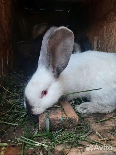 Кролики сельхоз
