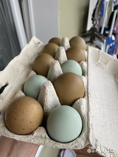 Инкубационное яйцо разноцветное