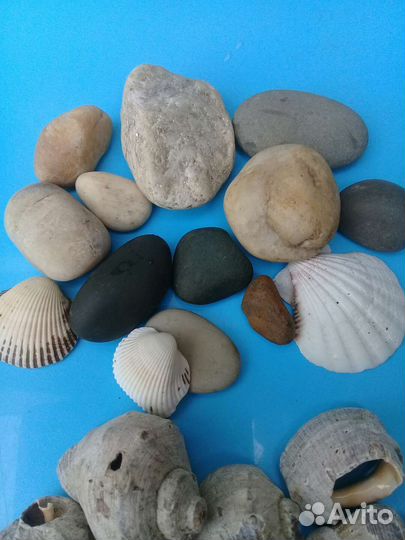 Ракушки морские