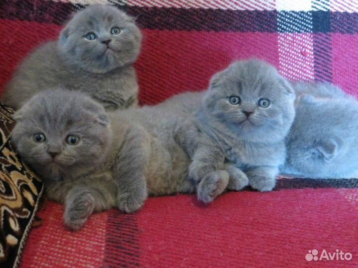 Вислоухие котята