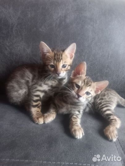 Бенгальские котята