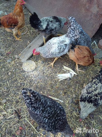 Петушки, молодой петух