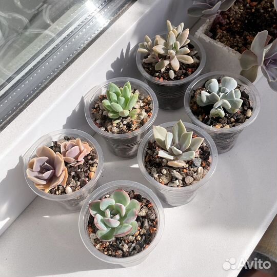Суккуленты детки, эхеверия седум пахиверия