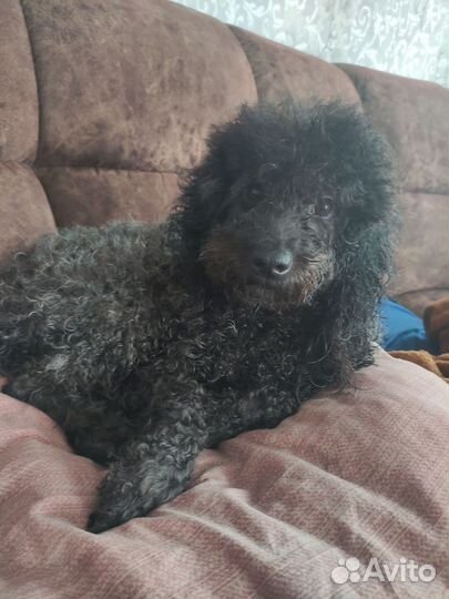 Щенки пуделя