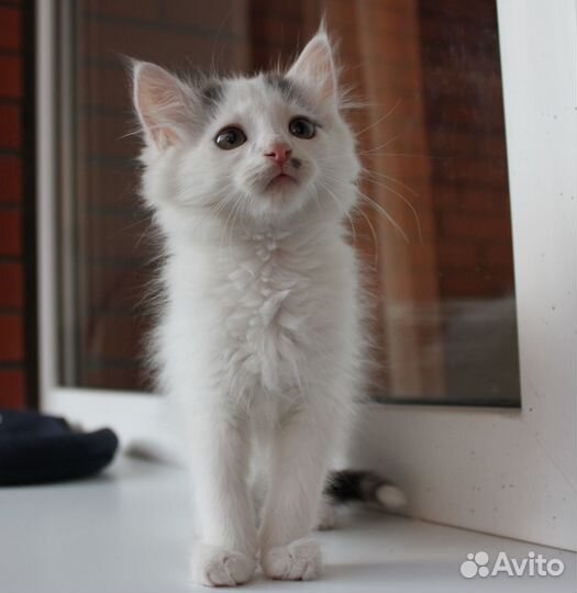 Котенок ищет дом