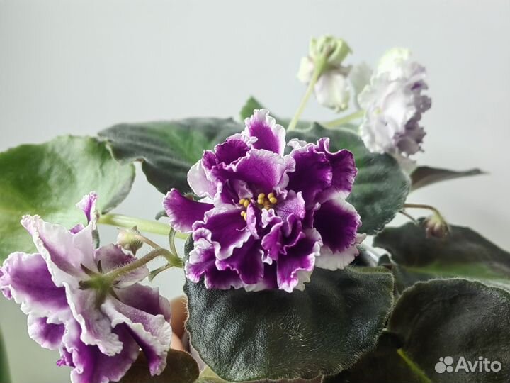 Сортовые фиалки