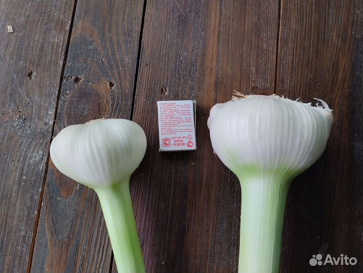 Чеснок рокамболь