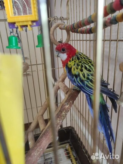 Попугай Розелла Пестрая