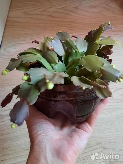 Декабрист белый