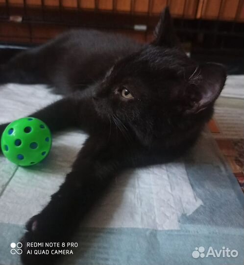 Котенок черный 4 месяца