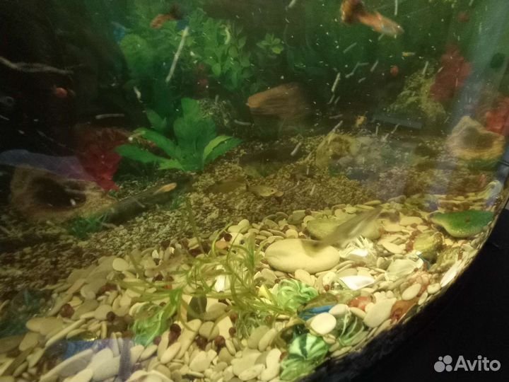 Аквариумные рыбки Гуппи