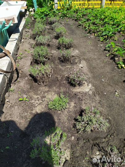 Лаванда супер саженцы