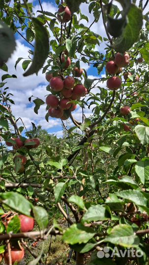 Яблоки оптом