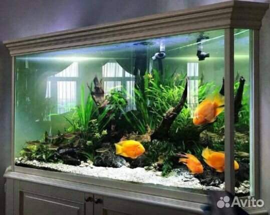 Чистка,обслуживание аквариумов в Сочи