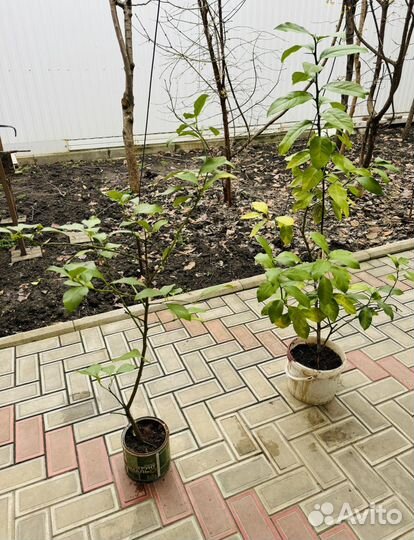 Лимонное дерево. Лимон. Дерево