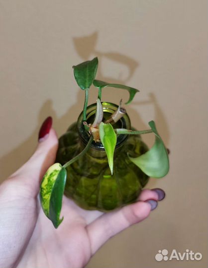 Филодендрон меджик маск детки