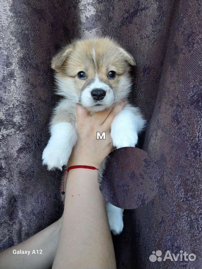 Вельш-корги пемброк