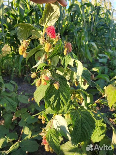 Малина рем.сорта