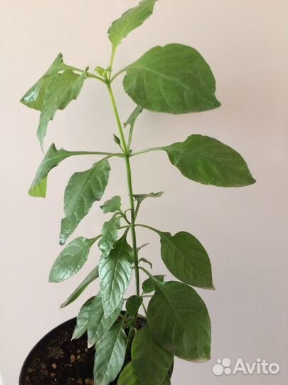 Кроссандра