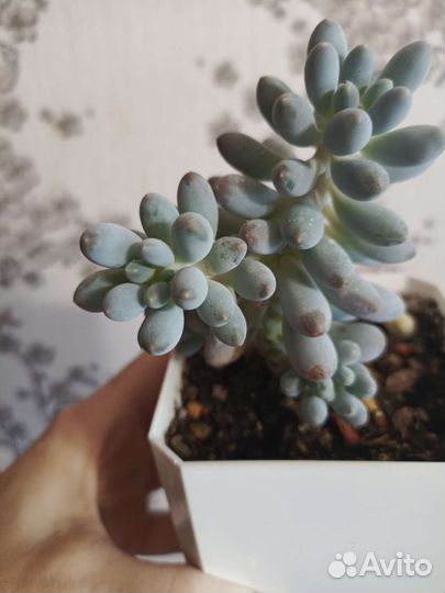 Суккуленты