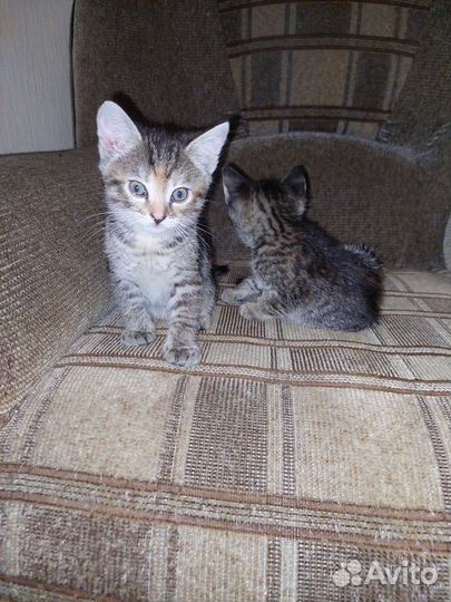 Кошка в дар бесплатно