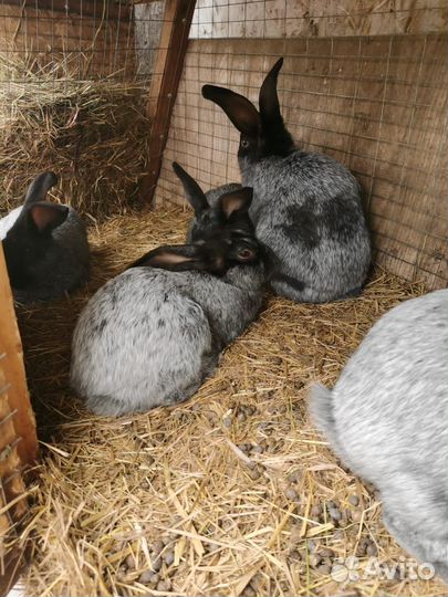 Кролики породы Полтавское серебро