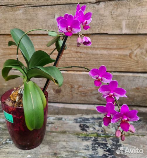 Орхидея фаленопсис