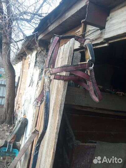 Упряжь для лошади