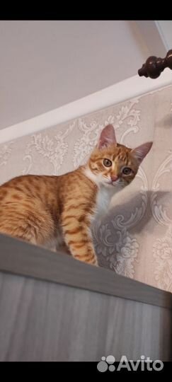 Классная девчонка