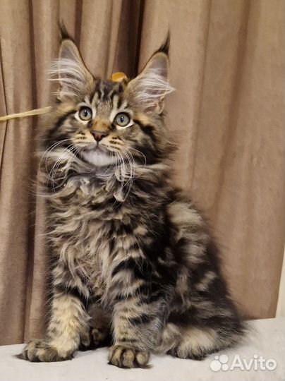 Котёнок Мейн-кун