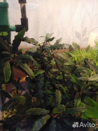 Буцефаландра Green Wave