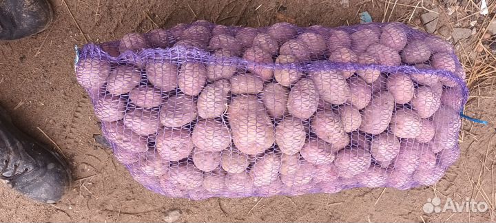 Продам картофель