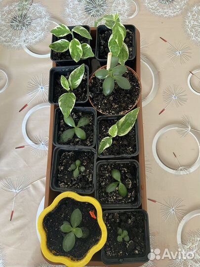 Денежное дерево, фикус