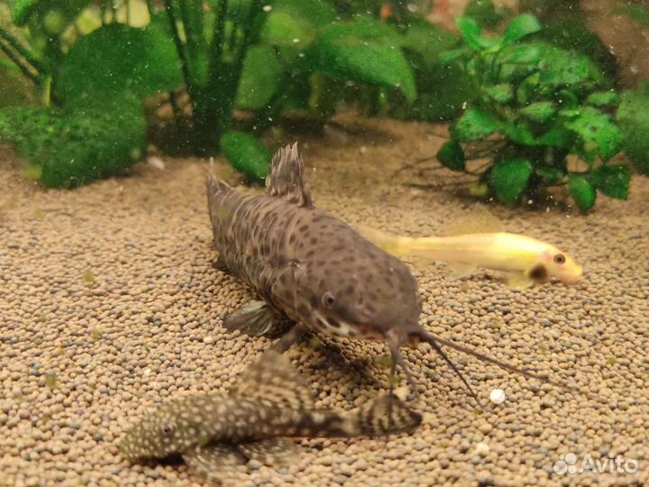 Сом таракатум