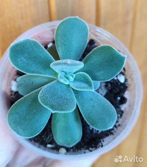 Мини садики. Суккуленты