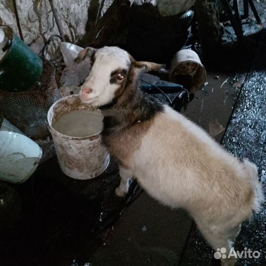 Коза нубийская