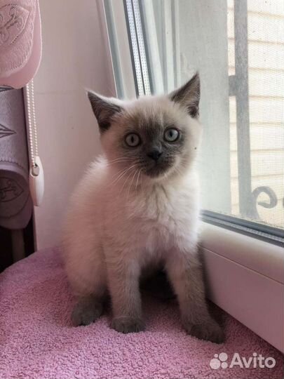 Шотландские котята прямоушки