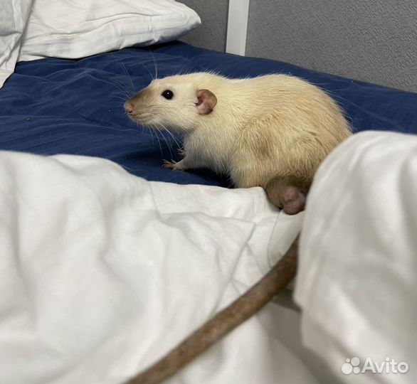 Крыса в добрые руки