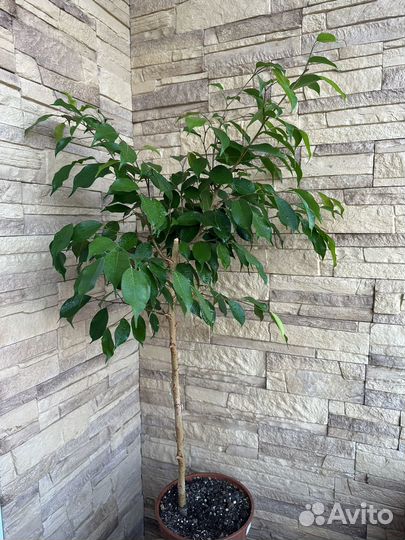 Фикус бенджамина