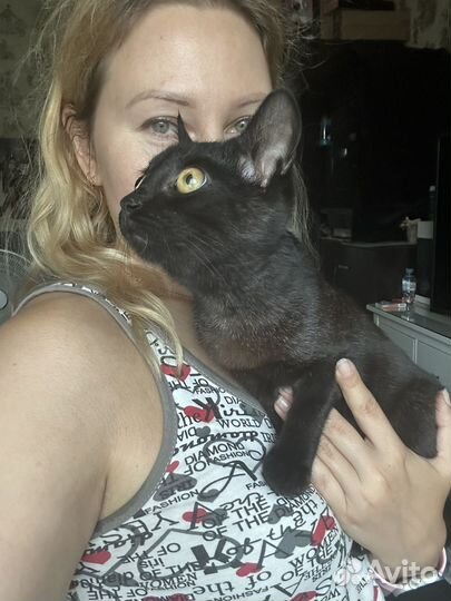 Черный котенок, 3,5 месяца