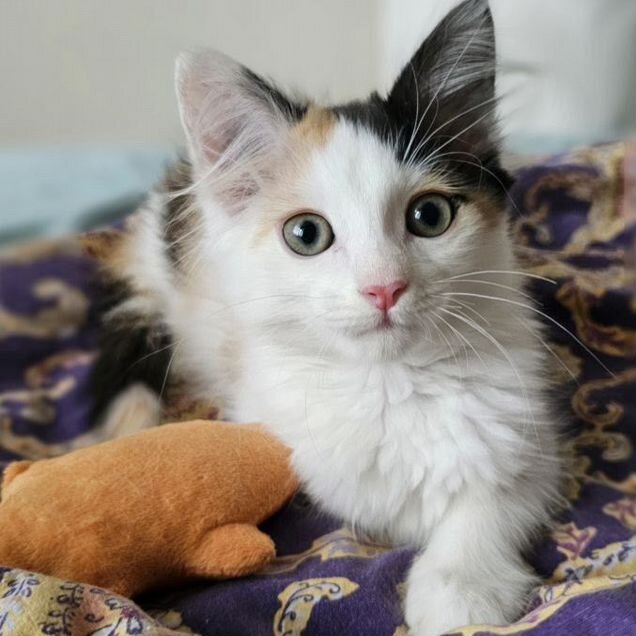 Котёнок в добрые руки