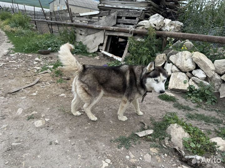 Сибирское хаски собака в добрые руки