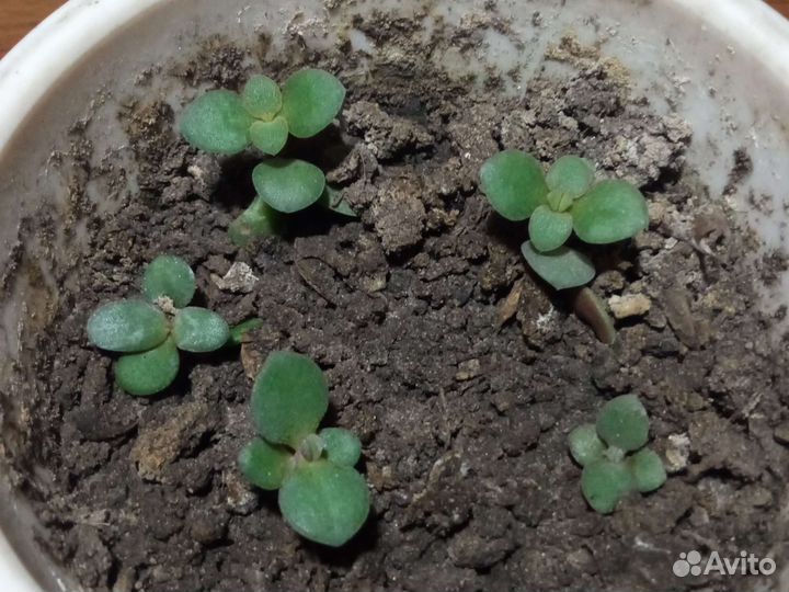 Росток денежного дерева