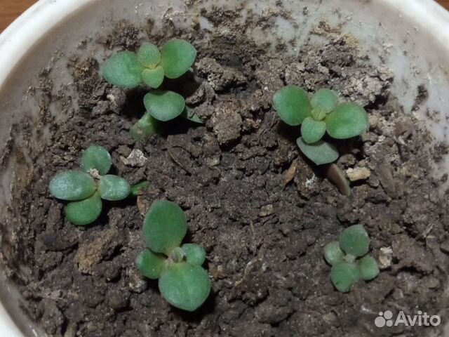 Росток денежного дерева