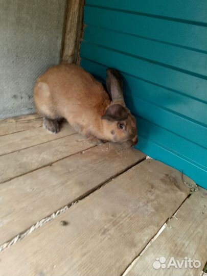 Продам крола