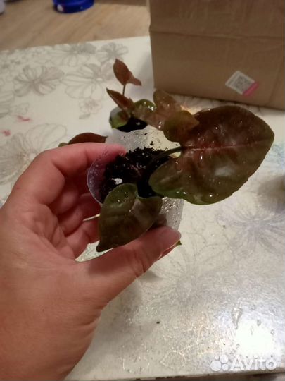 Сингониум Мария Дарк